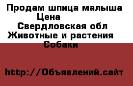Продам шпица малыша › Цена ­ 50 000 - Свердловская обл. Животные и растения » Собаки   